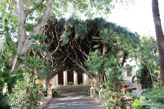Dracena Orto Botanico Catania